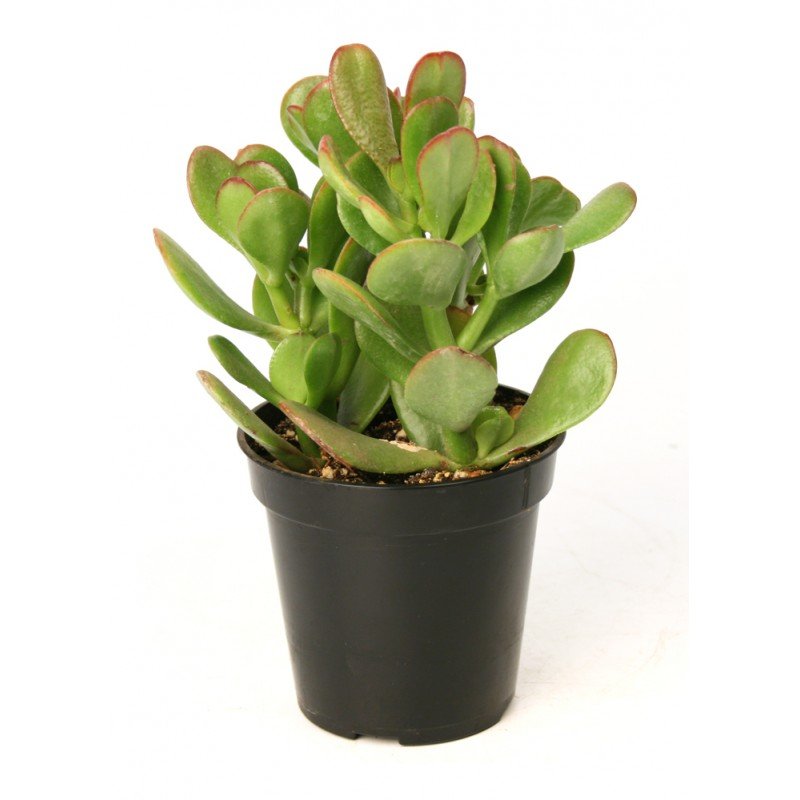 98889crassula.jpg